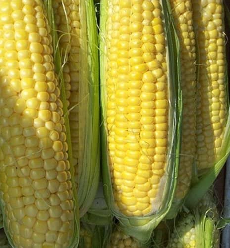 Golden Bantam Sweet Corn