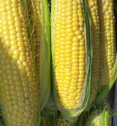 Golden Bantam Sweet Corn – Mary's Heirloom Seeds