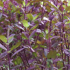 Red Leaf Thai Holy Basil