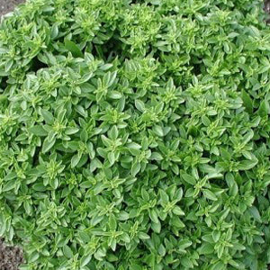 Dwarf Greek Basil