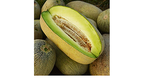 Green Flesh Honeydew Melon Seeds, Cucumis Melo Honey Girl Dew Cantaloupe  Bailan Wallace Inodorus Fruit Seed Fresh For 2024 Season Fast Shipping