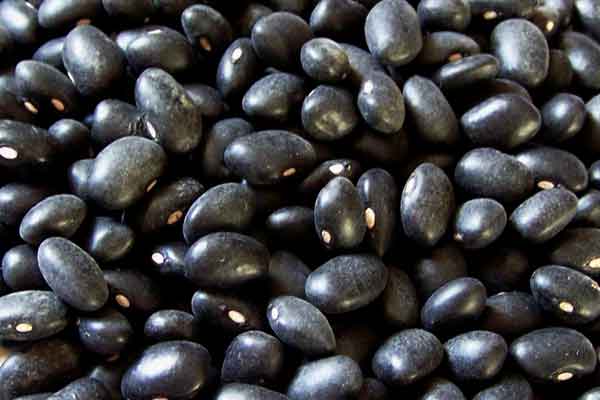 Black Turtle Bush Dry Beans