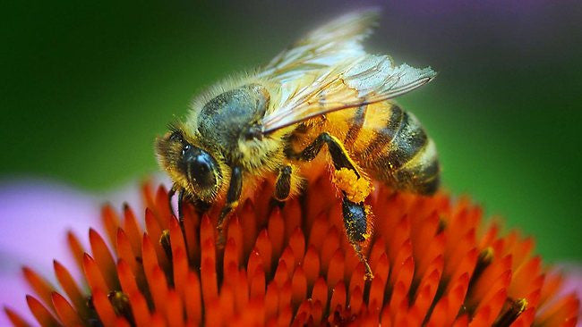 plant these seeds to save the bees Save the Bees Flower Mix