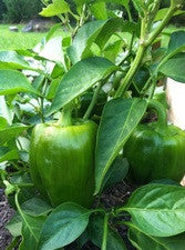 plant seeds bell pepper maryland free shipping Cal Wonder Bell Pepper