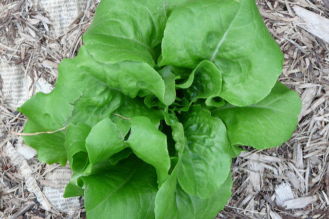 planting bibb lettuce seeds Summer Bibb Lettuce