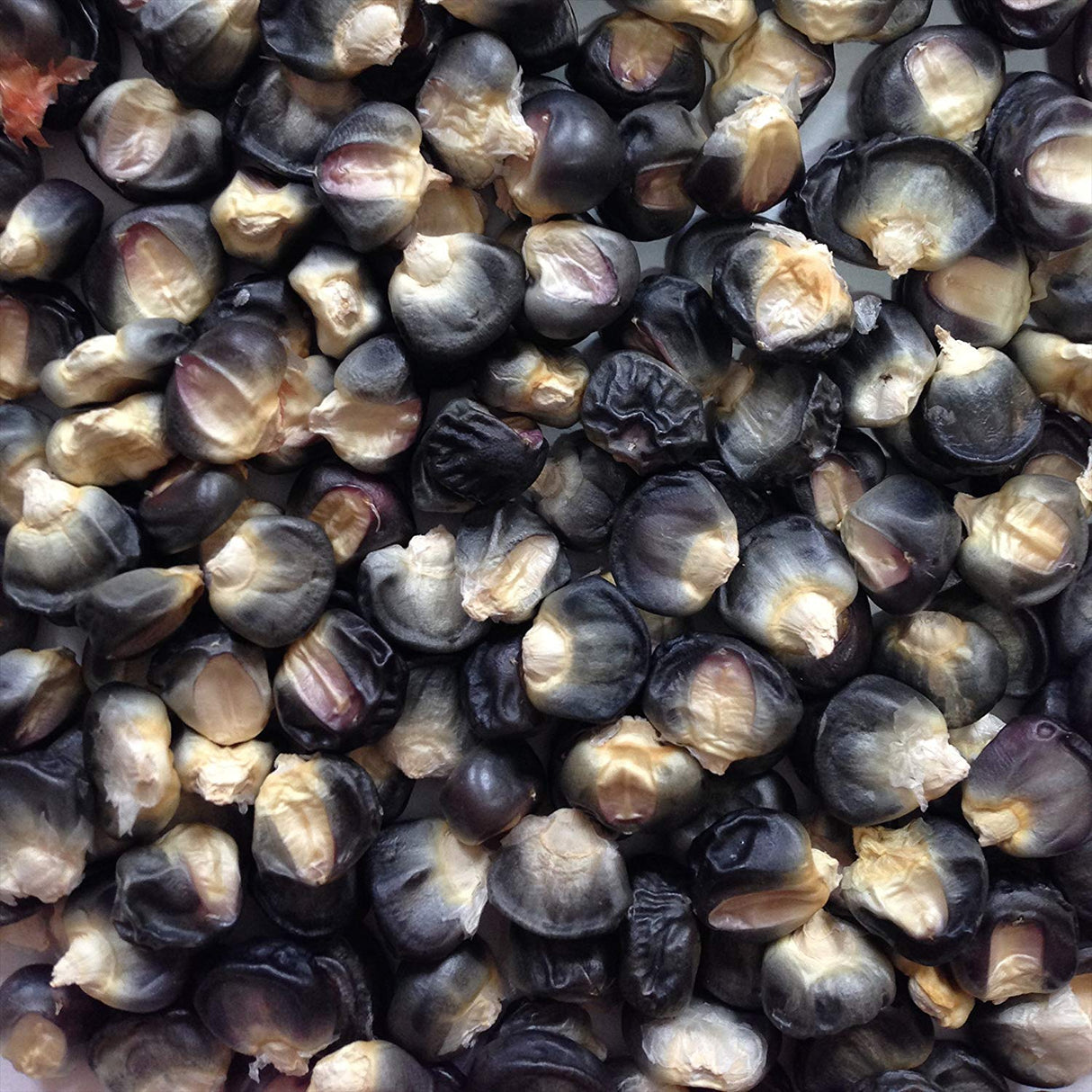 Black Aztec Corn