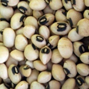 Queen Anne Blackeye Pea