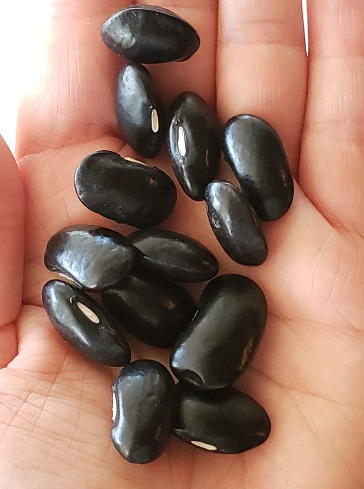 Black Coat Runner Bean