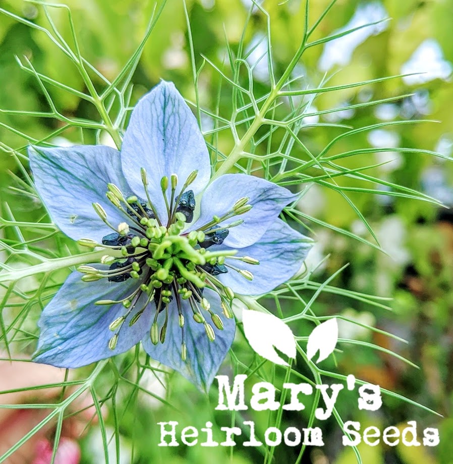 fennel flower black seed Black Cumin (Nigella sativa) Seeds