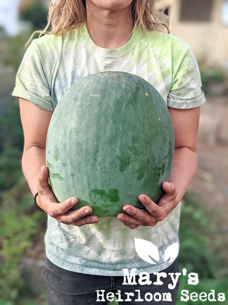 planting black diamond watermelon seeds Black Diamond Watermelon – Mary's Heirloom Seeds