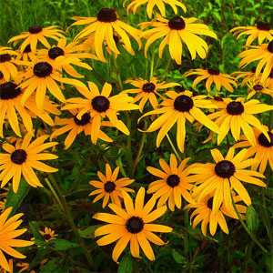 Black Eyed Susan – Mary's Heirloom Seeds