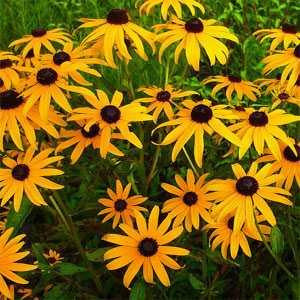 Wildflower Mix: Northeast – Mary's Heirloom Seeds