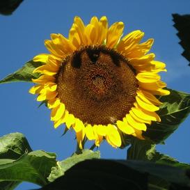 Sunflower, Black Russian