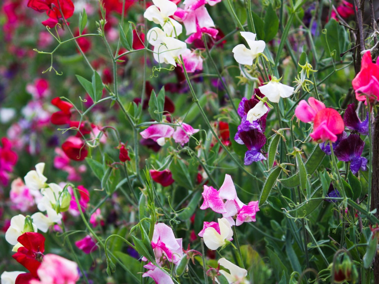 Sweet Pea, Mammoth Mix