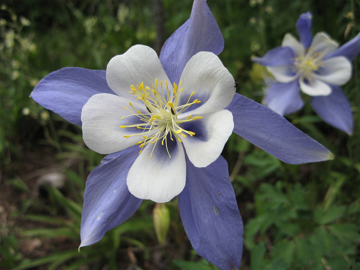 Blue Columbine