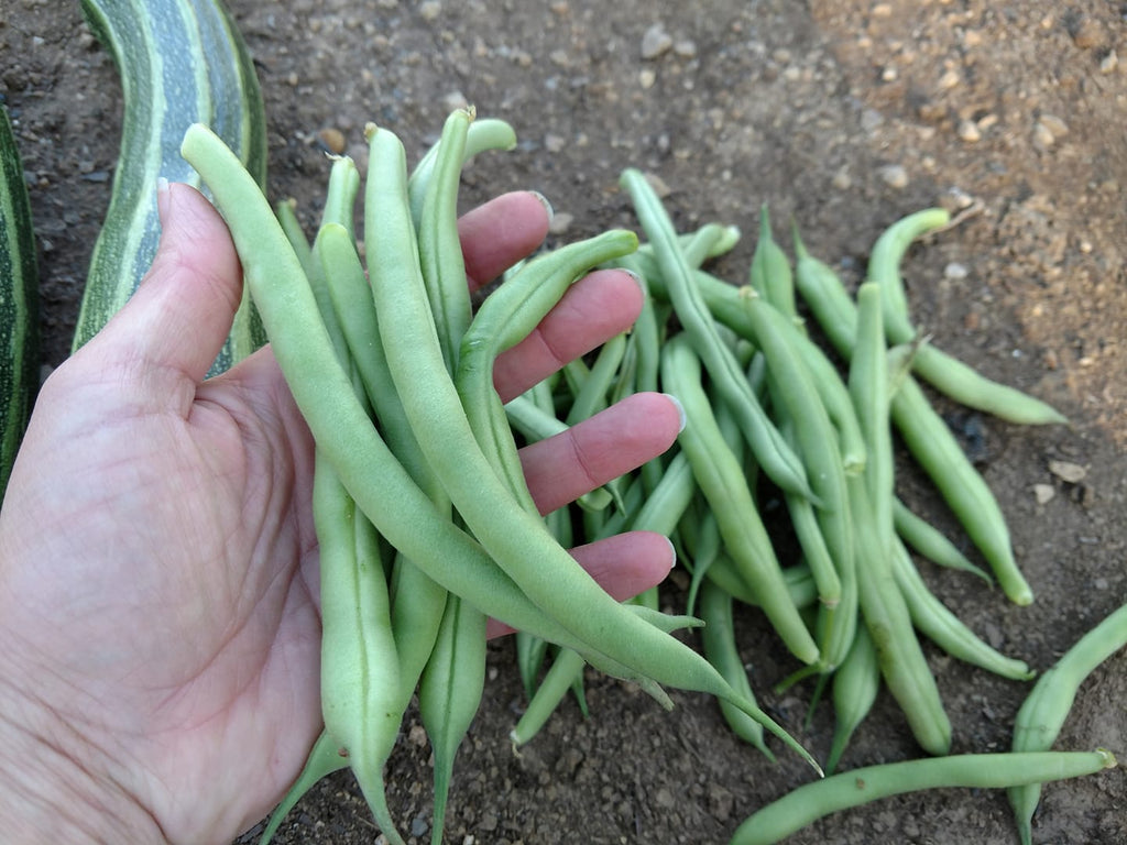 Blue Lake Bush Beans