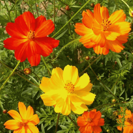 cosmos planting seeds Cosmos, Bright Lights Mix – Mary's Heirloom Seeds