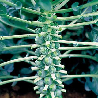 Catskill Brussels Sprouts – Mary's Heirloom Seeds