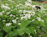 Buckwheat