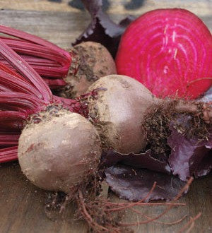 Bull's Blood Beet