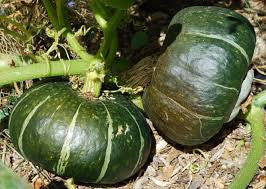 burgess seed & plant co Squash Burgess Buttercup (100 days)