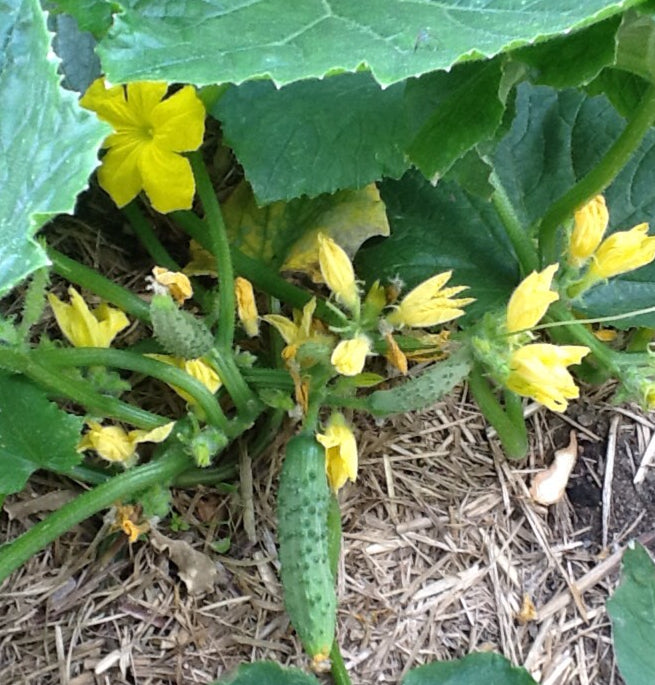 cucumber succulent Bush Crop Cucumber
