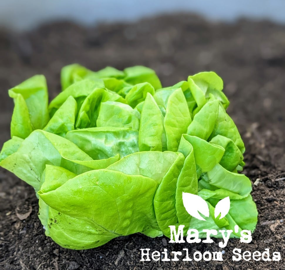 Buttercrunch Lettuce