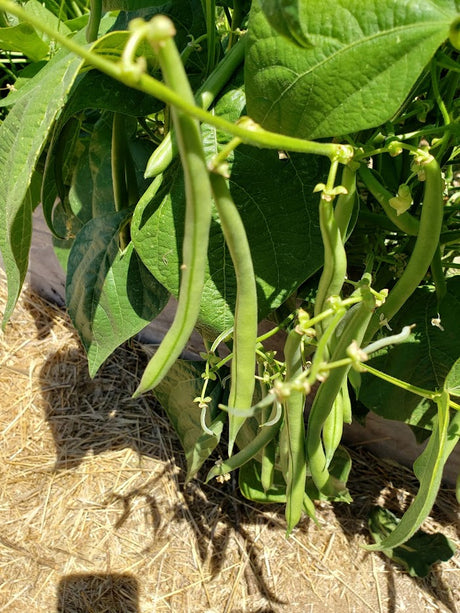Calima Bean
