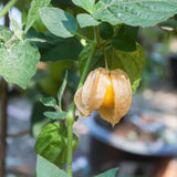 Cape Gooseberry