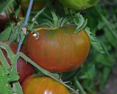 Carbon Tomato
