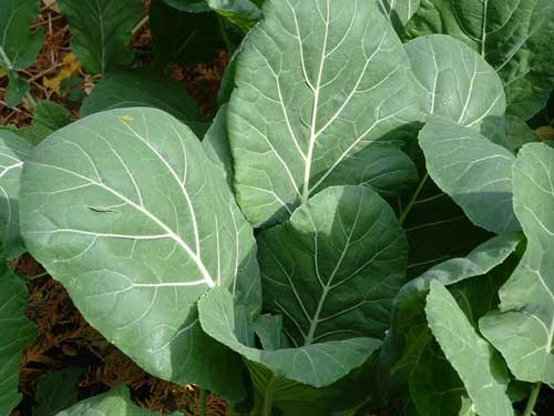 Champion Collards