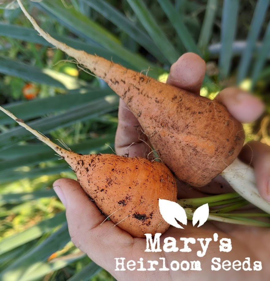 Colorful Carrot Seed Collection – Mary's Heirloom Seeds
