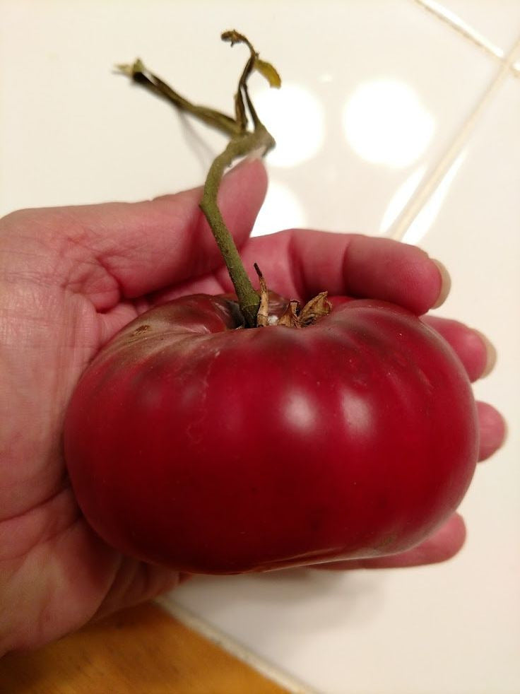 Cherokee Purple Tomato