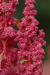 Cherry Vanilla Quinoa