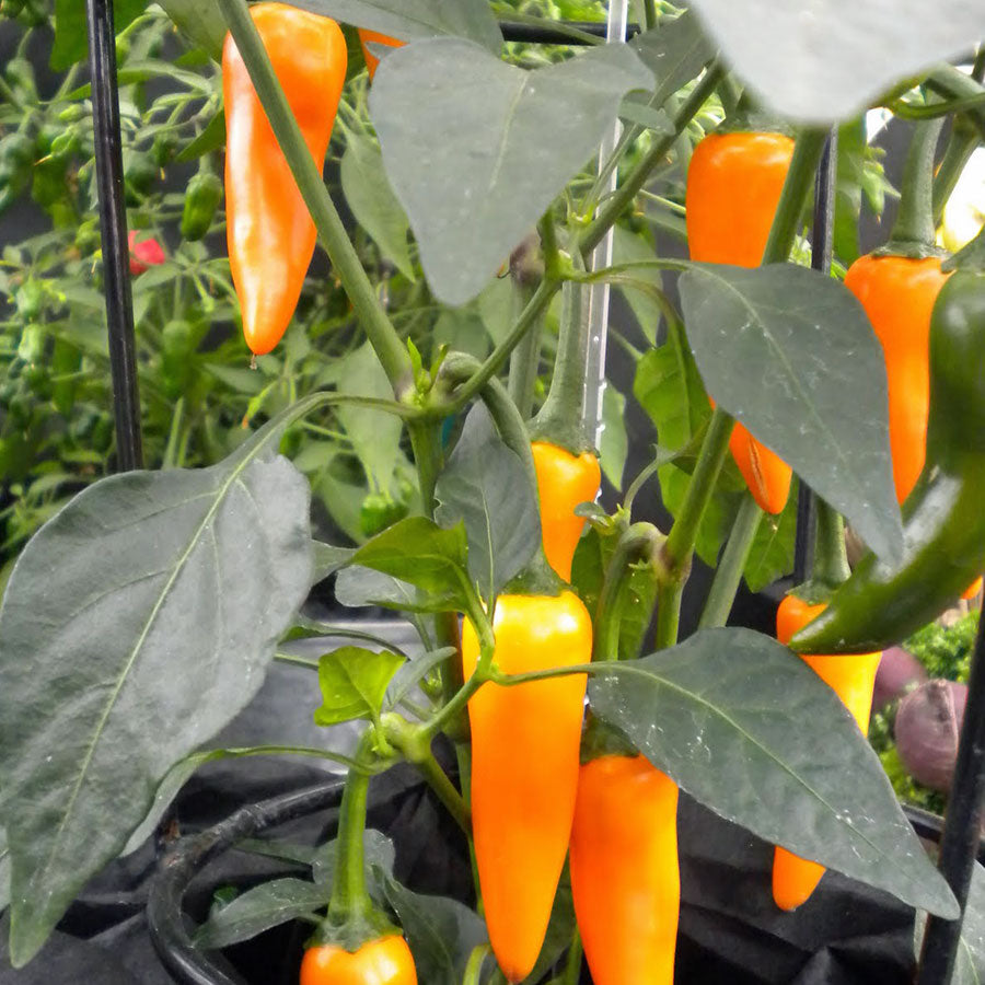 Bulgarian Carrot Pepper - Hot