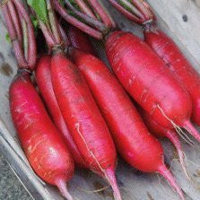 China Rose Radish