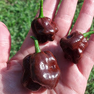 Chocolate Habanero Pepper