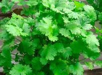 Cilantro, Slow Bolt