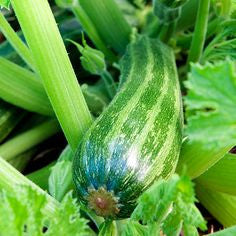 Cocozelle Zucchini – Mary's Heirloom Seeds