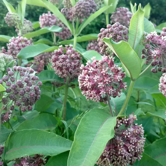 planting common milkweed seeds Common Milkweed