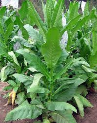 Comstock Spanish Tobacco