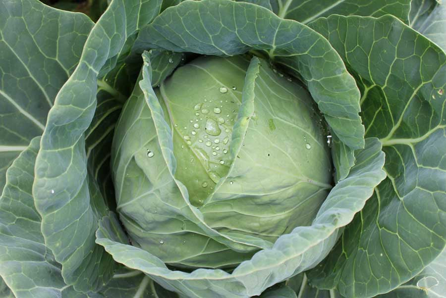 Copenhagen Market Cabbage