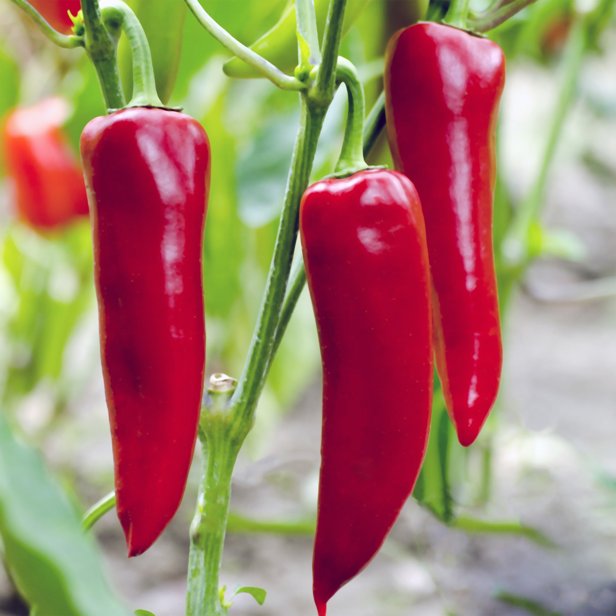 corno di toro pepper plant Corno di Toro Sweet Pepper