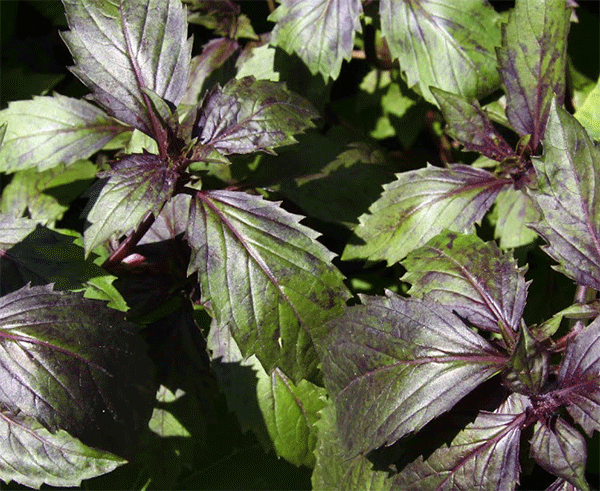 Corsican Basil