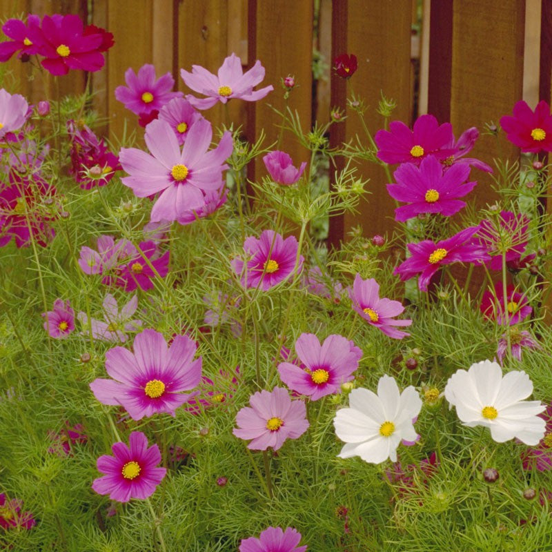 georgia wildflowers seeds Wildflower Mix: Southeast – Mary's Heirloom Seeds