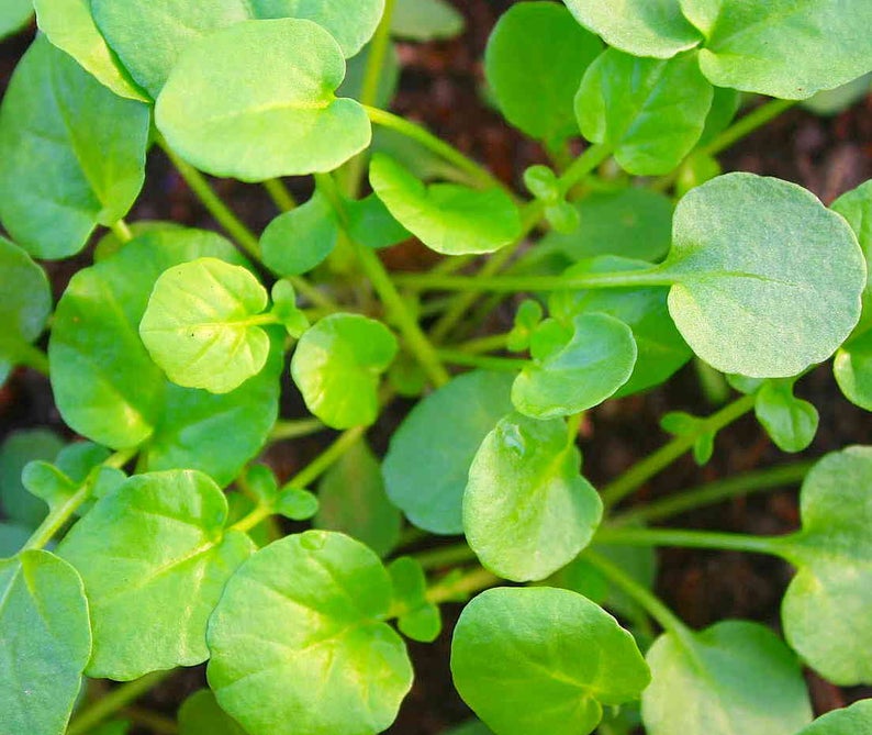 Upland Cress