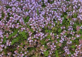 planting creeping thyme seeds outdoors Creeping Thyme