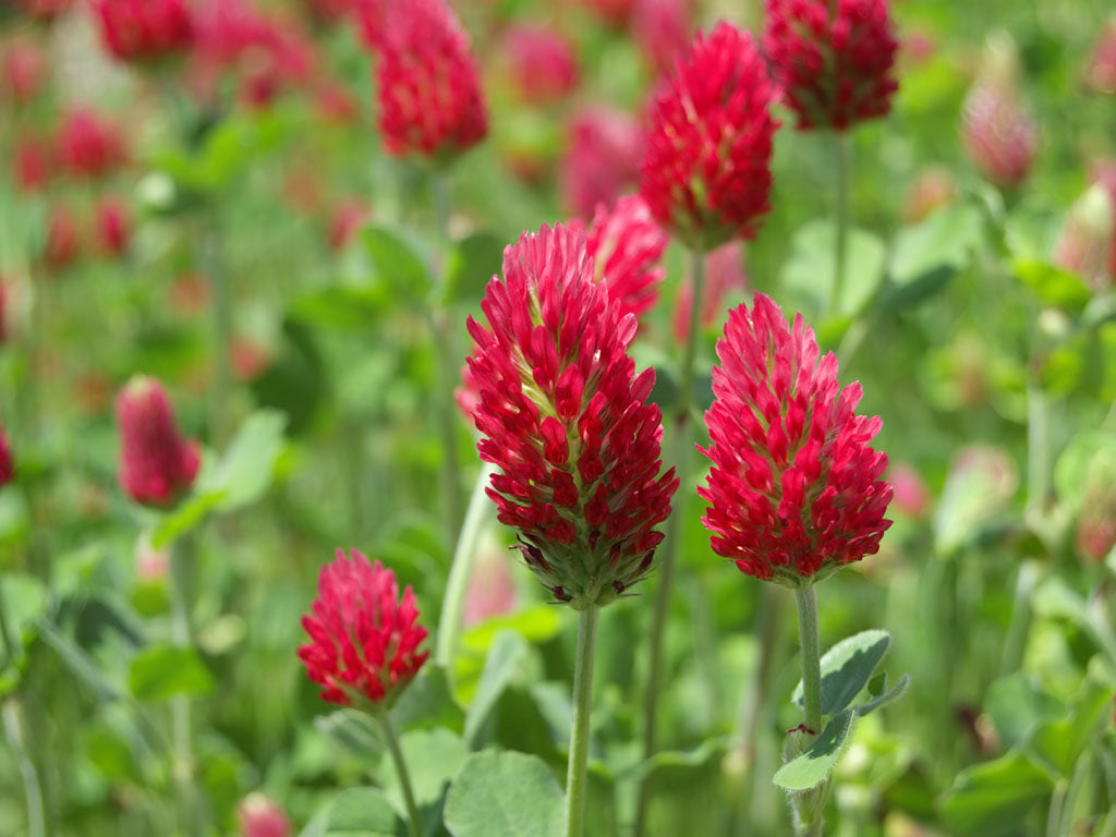 Crimson Clover Sprouting Seeds