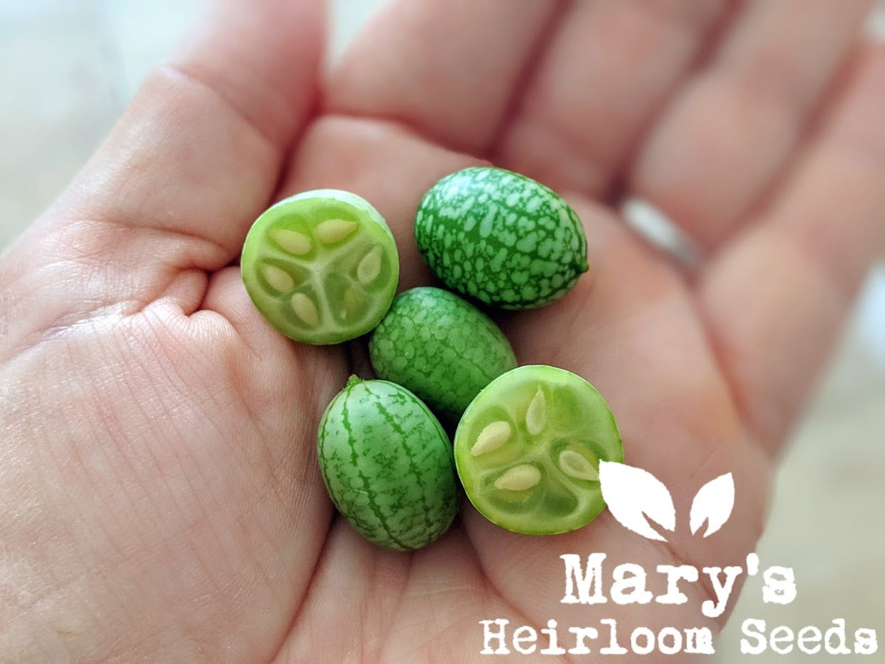 Mary's Heirloom Seeds Mexican Sour Gherkin Cucumber - Thumbnail 2