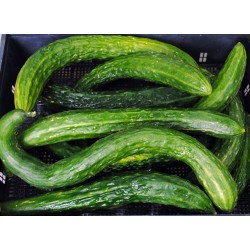 Chinese Snake Curved Cucumber